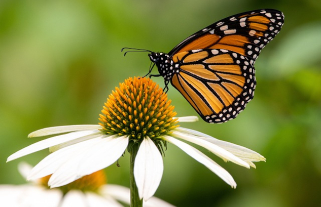 InnerSelf Magazine: February 24, 2025 A monarch butterfly feeding on and pollinating a flower.